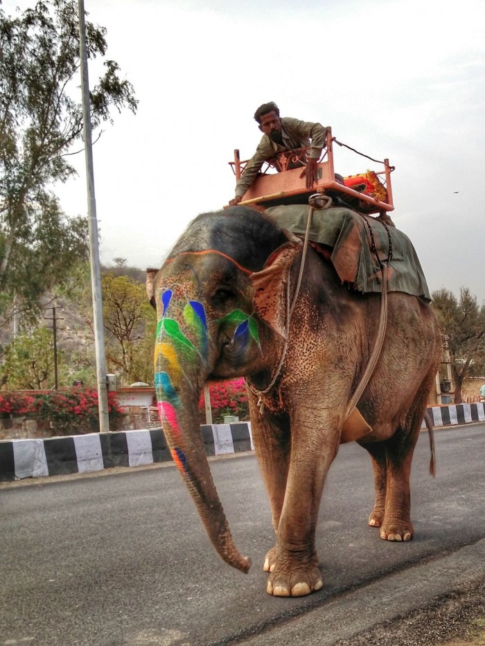 Elefante Reale, nel senso di Regale